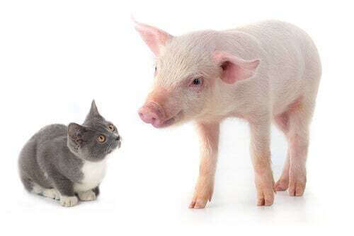 Gatto che osserva un maiale rosa.