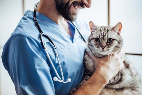 Gatto in braccio al veterinario.