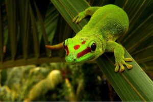 Phelsuma Gray o geco diurno: attenzioni e caratteristiche