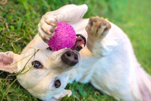 Scoprite i 5 giocattoli più amati dai cani