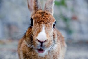 Gravidanza isterica nei conigli: cos'è?