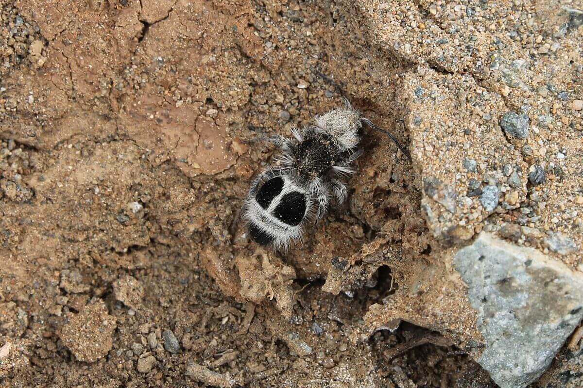 Una formica panda nella terra.