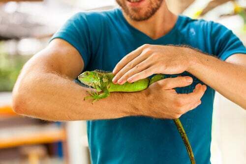 Uomo che tocca un'iguana.