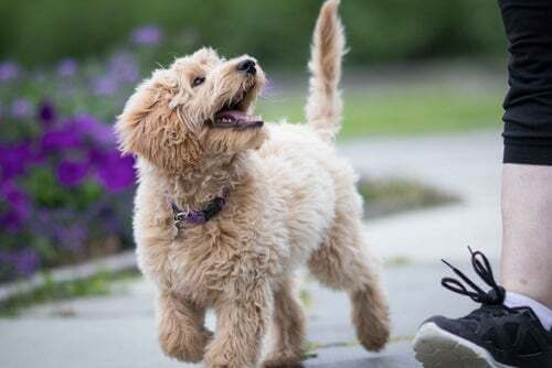 Labradoodle con il padrone. Razze di cani pulite.