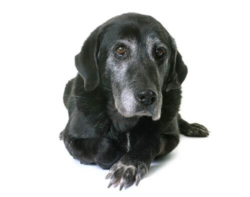 Labrador anziano e sfide della demenza senile nei cani.