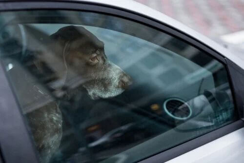 Lasciare un animale in auto: che rischi ci sono?
