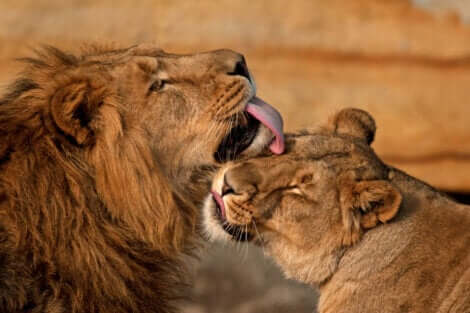 Leone lecca una leonessa.