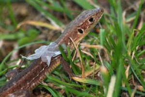 La muta nei rettili: quando gli animali cambiano pelle