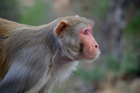 Tombe di animali: macaco rhesus.