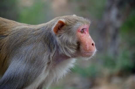 Tombe di animali: macaco rhesus.