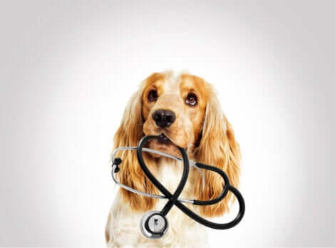 Cane con in bocca stetoscopio in attesa del veterinario.