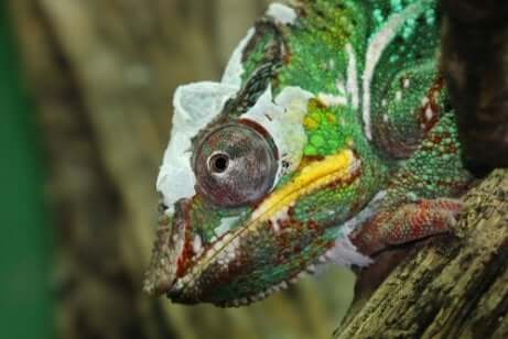 Camaleonte che muta la propria pelle.