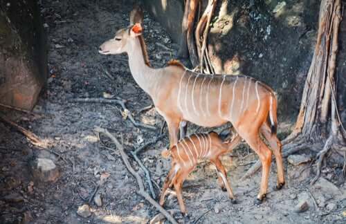 Nyala con un cucciolo.