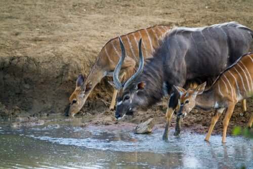 Nyala che bevono.