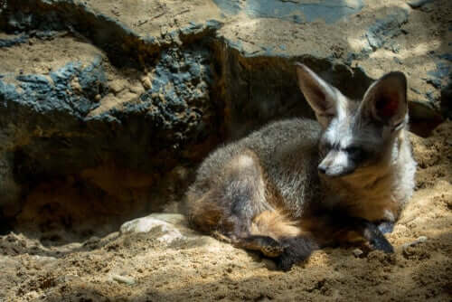 Otocione nel deserto.