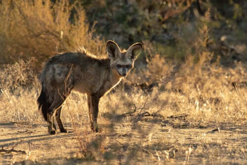 Caccia dell'Otocyon megalotis.
