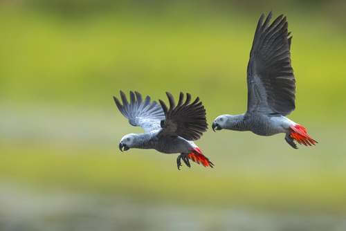 Una coppia di pappagalli grigi che volano.