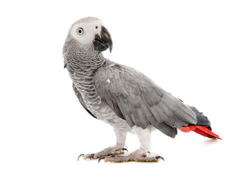 Un pappagallo grigio su sfondo bianco.