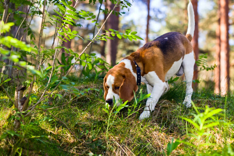 Cane che annusa in un bosco.