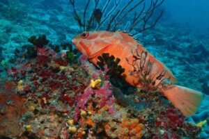 I pesci dormono? Se sì, come lo fanno?