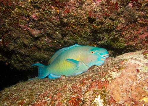 Pesce che dorme tra gli scogli.