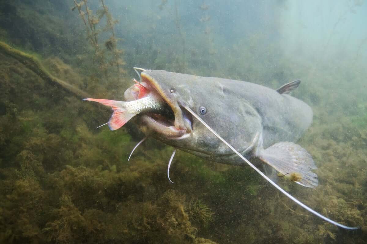 Un pesce gatto nel fondale di un fiume.