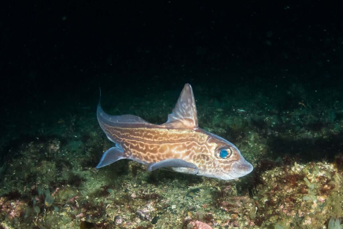Un pesce chimera nel fondale marino. Pesci senza scaglie.