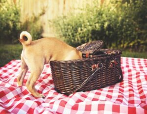 Consigli per organizzare un picnic per cani