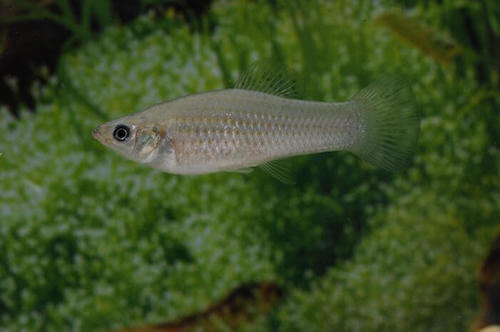 Poecilia formosa: un pesce piccolo, ma dal grande impatto