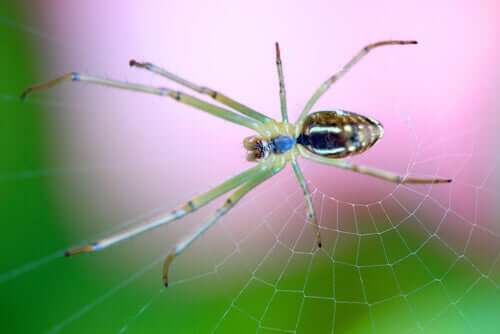 3 tecniche per cacciare usate dai ragni