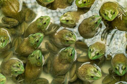 Tante rane in uno stagno.