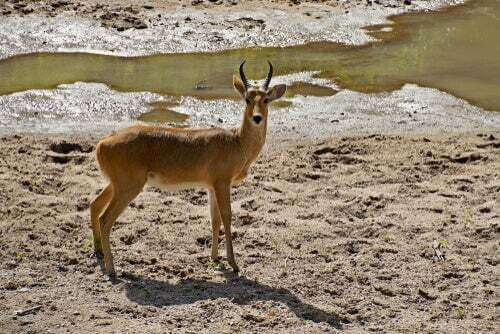 Redunca dei canneti nel suo habitat.