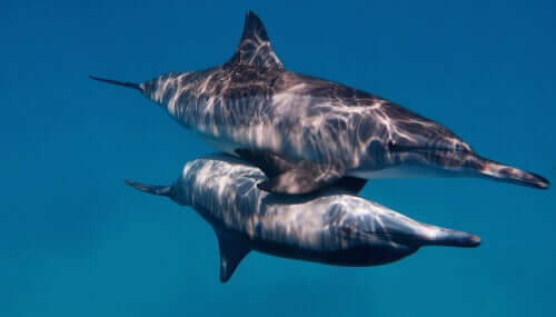 Delfini tursiopi che si accoppiano.