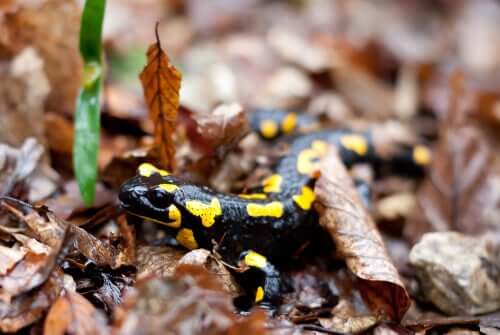 Salamandra tra le foglie.