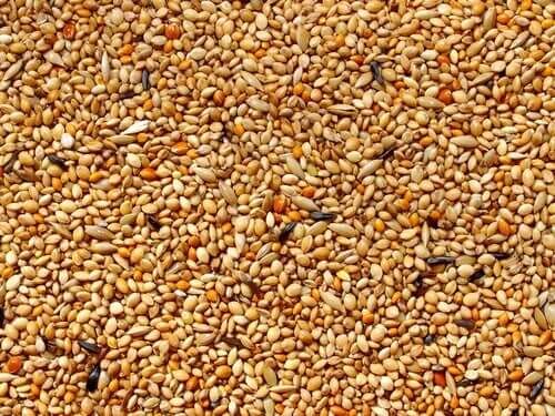 Scagliola, tipo di seme per canarini.