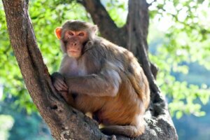 Tombe di animali: scoperta quella di una scimmia di 4.000 anni fa