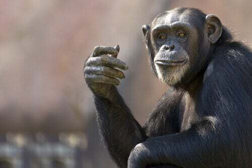 Scimmia scimpanzé.