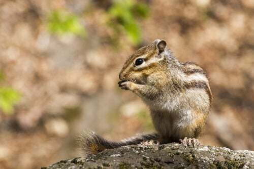 Malattie di cui può soffrire lo scoiattolo giapponese
