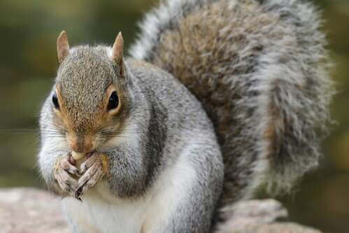 Il ruolo dello scoiattolo grigio nella rigenerazione delle foreste