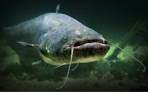 Pesci senza scaglie: quali sono e perché si sono evoluti così?