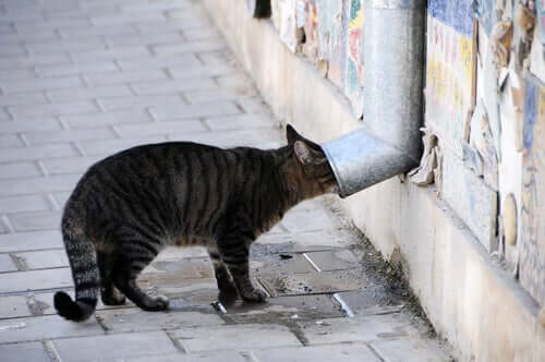 Sintomi di avvelenamento nei gatti.