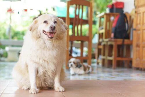 Sintomi ipotiroidismo nei cani. Cane bianco accucciato.