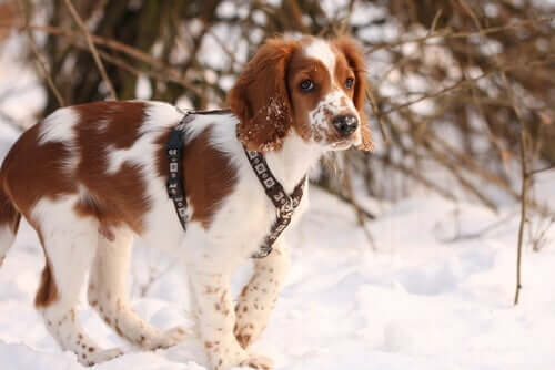 Cucciolo di springer spaniel inglese.