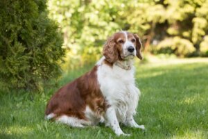 Springer spaniel inglese: alimentazione e cure