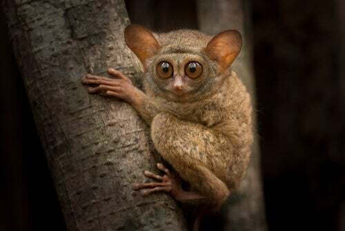 Tarsio spettro marrone.