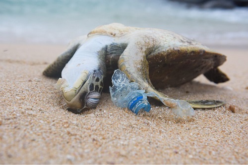 Tartaruga morta in spiaggia con bottiglia di plastica.