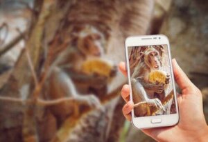 Perché non bisogna il video dello scimpanzé che usa il telefono?