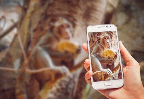 Perché non bisogna il video dello scimpanzé che usa il telefono?