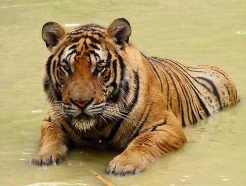 Tigre della Cina meridionale: un maestoso felino sull'orlo dell'estinzione