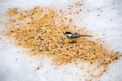Tipi di semi per uccelli: imparate a conoscerli